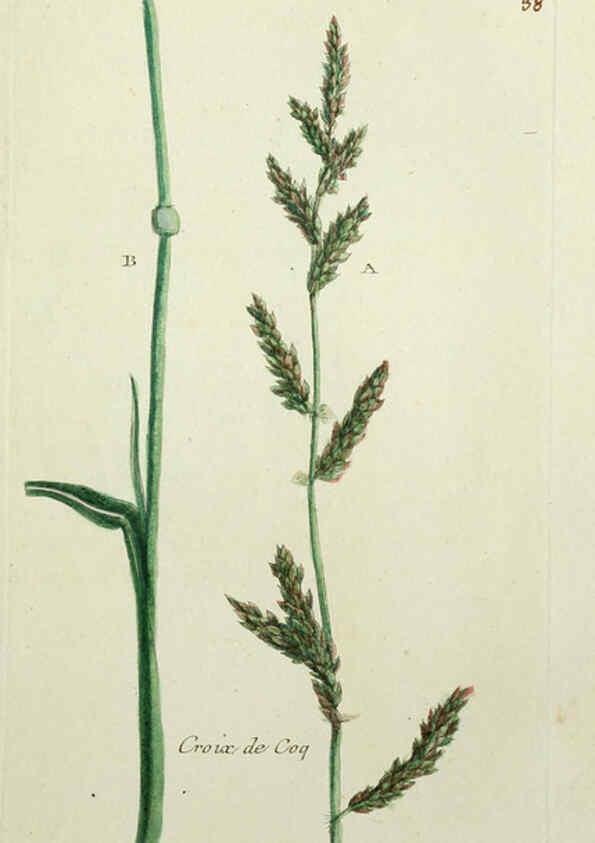 Reproducción/Reproduction 6055475949: Flora Parisiensis. v.1. Paris,P.F. Didot,1776-1783