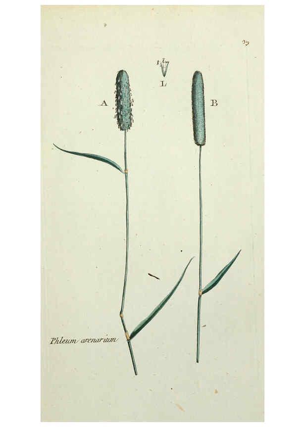 Reproducción/Reproduction 6055476163: Flora Parisiensis. v.1. Paris,P.F. Didot,1776-1783