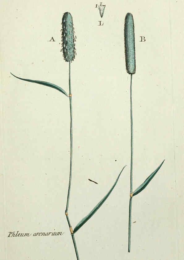 Reproducción/Reproduction 6055476163: Flora Parisiensis. v.1. Paris,P.F. Didot,1776-1783