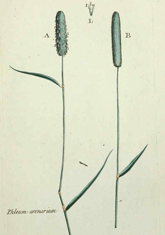 Reproducción/Reproduction 6055476163: Flora Parisiensis. v.1. Paris,P.F. Didot,1776-1783