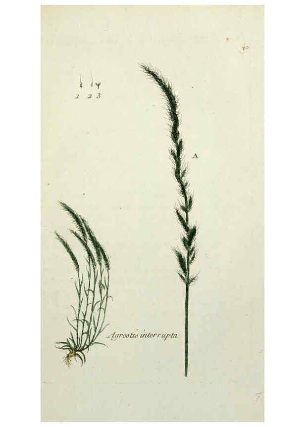 Reproducción/Reproduction 6055476351: Flora Parisiensis. v.1. Paris,P.F. Didot,1776-1783