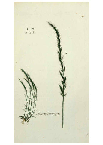 Reproducción/Reproduction 6055476351: Flora Parisiensis. v.1. Paris,P.F. Didot,1776-1783