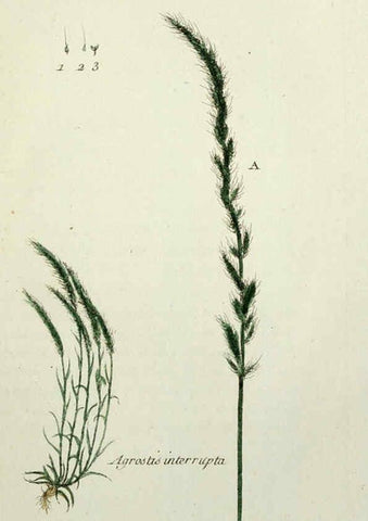 Reproducción/Reproduction 6055476351: Flora Parisiensis. v.1. Paris,P.F. Didot,1776-1783