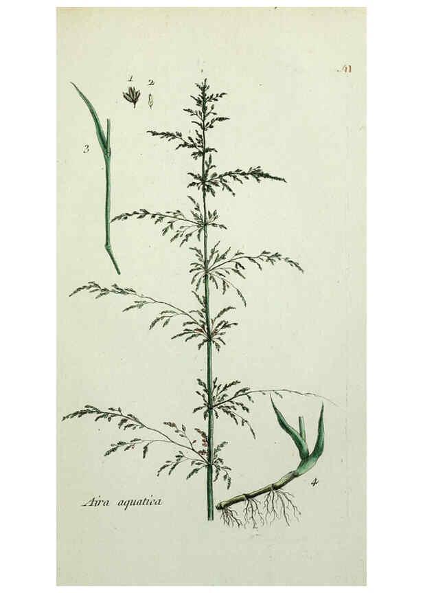 Reproducción/Reproduction 6056024026: Flora Parisiensis. v.1. Paris,P.F. Didot,1776-1783