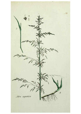 Reproducción/Reproduction 6056024026: Flora Parisiensis. v.1. Paris,P.F. Didot,1776-1783