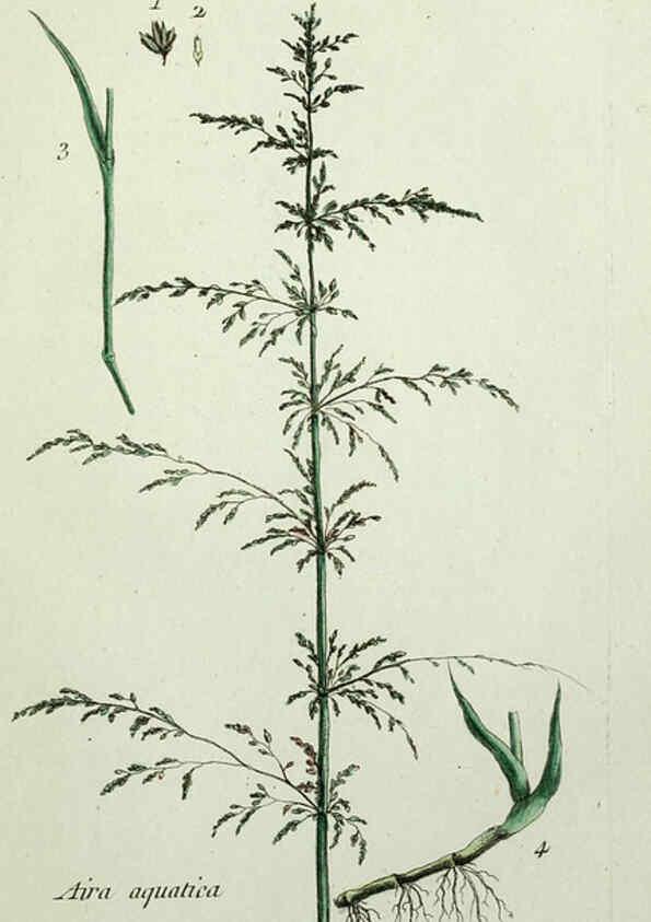 Reproducción/Reproduction 6056024026: Flora Parisiensis. v.1. Paris,P.F. Didot,1776-1783