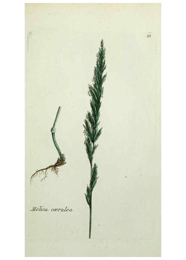 Reproducción/Reproduction 6055476721: Flora Parisiensis. v.1. Paris,P.F. Didot,1776-1783