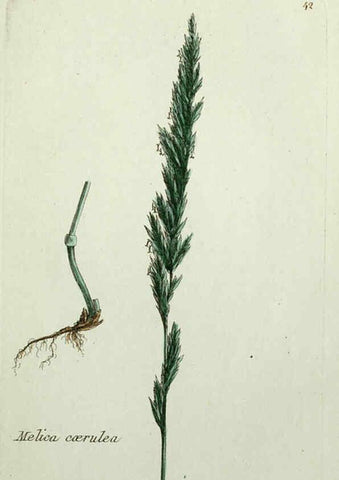 Reproducción/Reproduction 6055476721: Flora Parisiensis. v.1. Paris,P.F. Didot,1776-1783