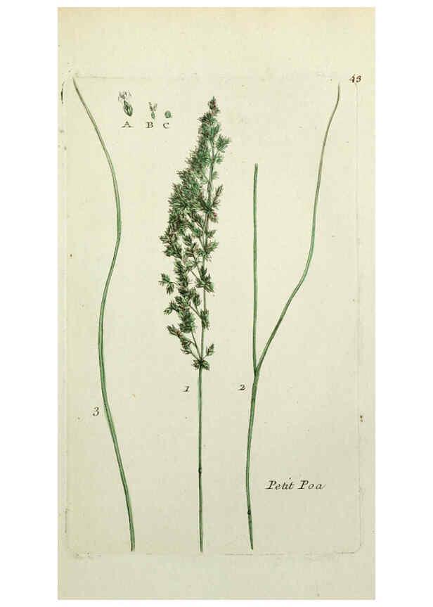Reproducción/Reproduction 6056024410: Flora Parisiensis. v.1. Paris,P.F. Didot,1776-1783