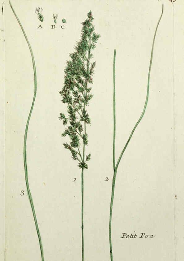 Reproducción/Reproduction 6056024410: Flora Parisiensis. v.1. Paris,P.F. Didot,1776-1783