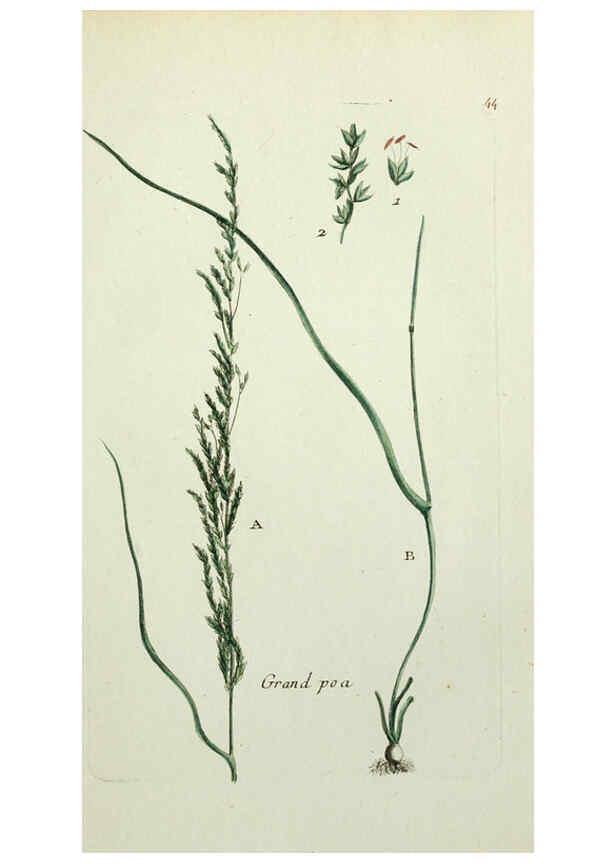 Reproducción/Reproduction 6055477189: Flora Parisiensis. v.1. Paris,P.F. Didot,1776-1783