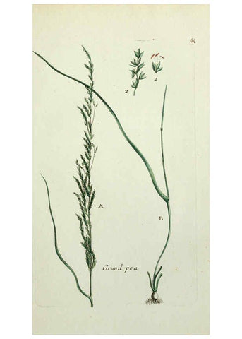 Reproducción/Reproduction 6055477189: Flora Parisiensis. v.1. Paris,P.F. Didot,1776-1783