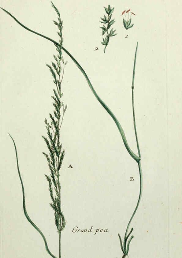 Reproducción/Reproduction 6055477189: Flora Parisiensis. v.1. Paris,P.F. Didot,1776-1783