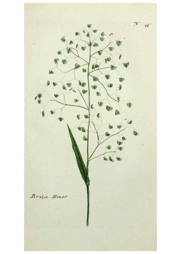 Reproducción/Reproduction 6056024746: Flora Parisiensis. v.1. Paris,P.F. Didot,1776-1783
