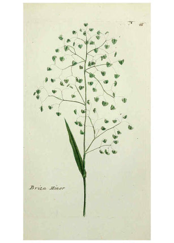 Reproducción/Reproduction 6056024746: Flora Parisiensis. v.1. Paris,P.F. Didot,1776-1783