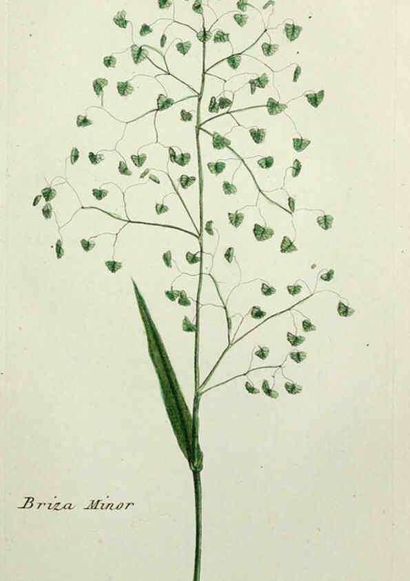 Reproducción/Reproduction 6056024746: Flora Parisiensis. v.1. Paris,P.F. Didot,1776-1783