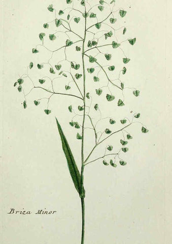 Reproducción/Reproduction 6056024746: Flora Parisiensis. v.1. Paris,P.F. Didot,1776-1783