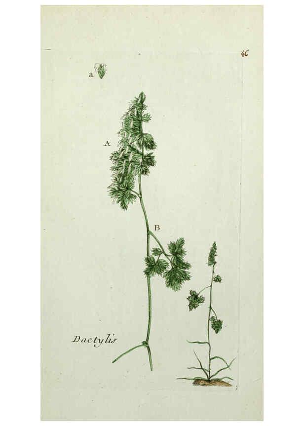 Reproducción/Reproduction 6056024902: Flora Parisiensis. v.1. Paris,P.F. Didot,1776-1783