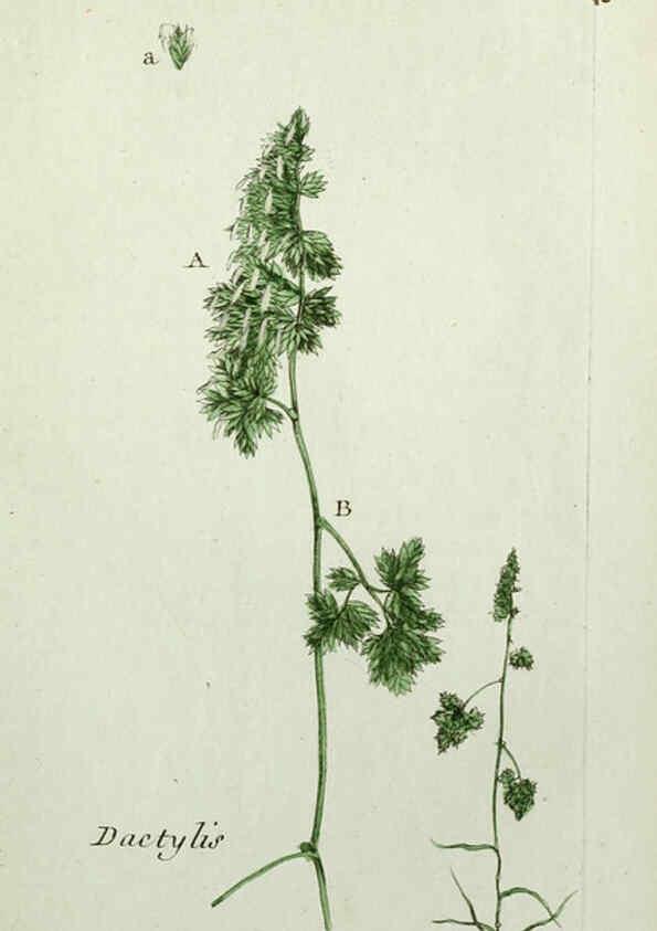 Reproducción/Reproduction 6056024902: Flora Parisiensis. v.1. Paris,P.F. Didot,1776-1783