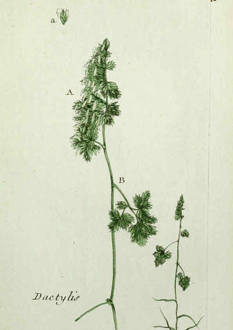 Reproducción/Reproduction 6056024902: Flora Parisiensis. v.1. Paris,P.F. Didot,1776-1783