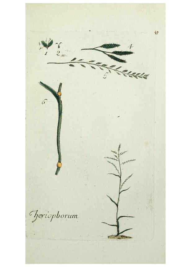Reproducción/Reproduction 6056025074: Flora Parisiensis. v.1. Paris,P.F. Didot,1776-1783