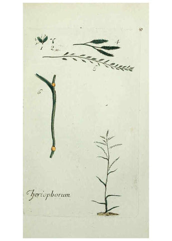 Reproducción/Reproduction 6056025074: Flora Parisiensis. v.1. Paris,P.F. Didot,1776-1783