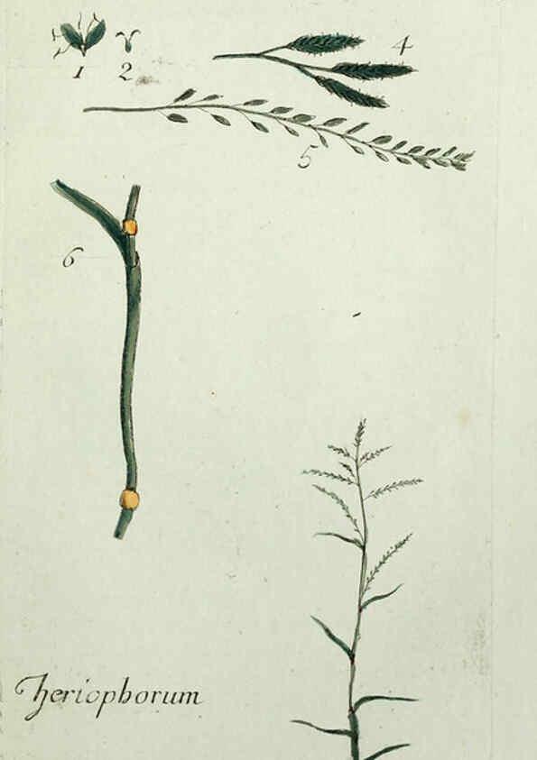 Reproducción/Reproduction 6056025074: Flora Parisiensis. v.1. Paris,P.F. Didot,1776-1783