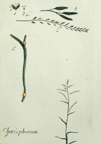 Reproducción/Reproduction 6056025074: Flora Parisiensis. v.1. Paris,P.F. Didot,1776-1783