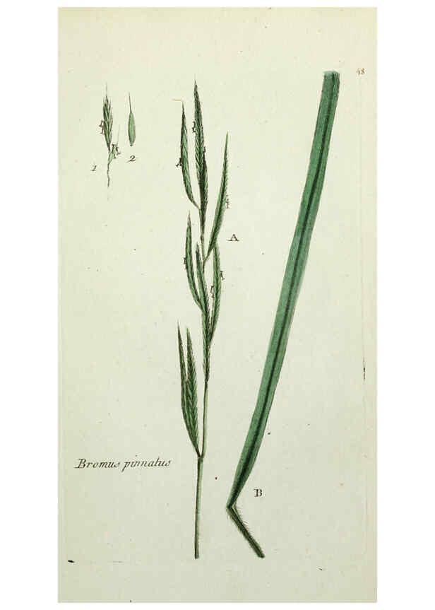 Reproducción/Reproduction 6055477943: Flora Parisiensis. v.1. Paris,P.F. Didot,1776-1783