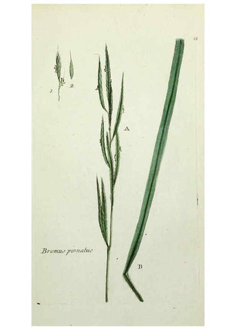 Reproducción/Reproduction 6055477943: Flora Parisiensis. v.1. Paris,P.F. Didot,1776-1783