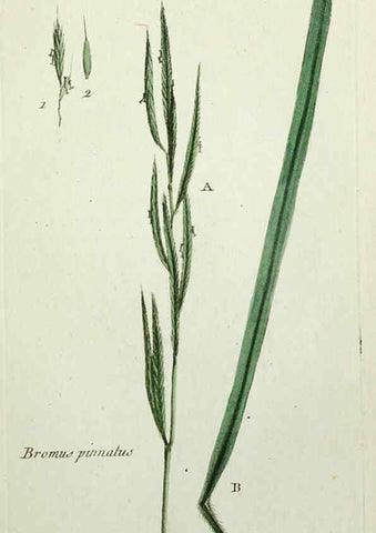 Reproducción/Reproduction 6055477943: Flora Parisiensis. v.1. Paris,P.F. Didot,1776-1783