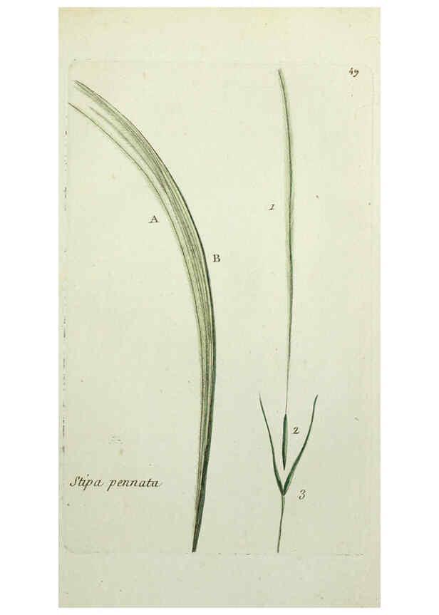 Reproducción/Reproduction 6055478145: Flora Parisiensis. v.1. Paris,P.F. Didot,1776-1783