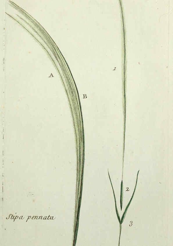 Reproducción/Reproduction 6055478145: Flora Parisiensis. v.1. Paris,P.F. Didot,1776-1783