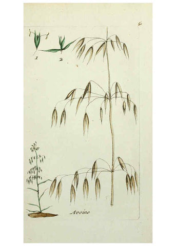 Reproducción/Reproduction 6055478307: Flora Parisiensis. v.1. Paris,P.F. Didot,1776-1783