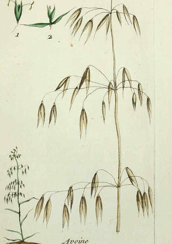 Reproducción/Reproduction 6055478307: Flora Parisiensis. v.1. Paris,P.F. Didot,1776-1783
