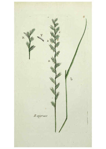 Reproducción/Reproduction 6055478547: Flora Parisiensis. v.1. Paris,P.F. Didot,1776-1783