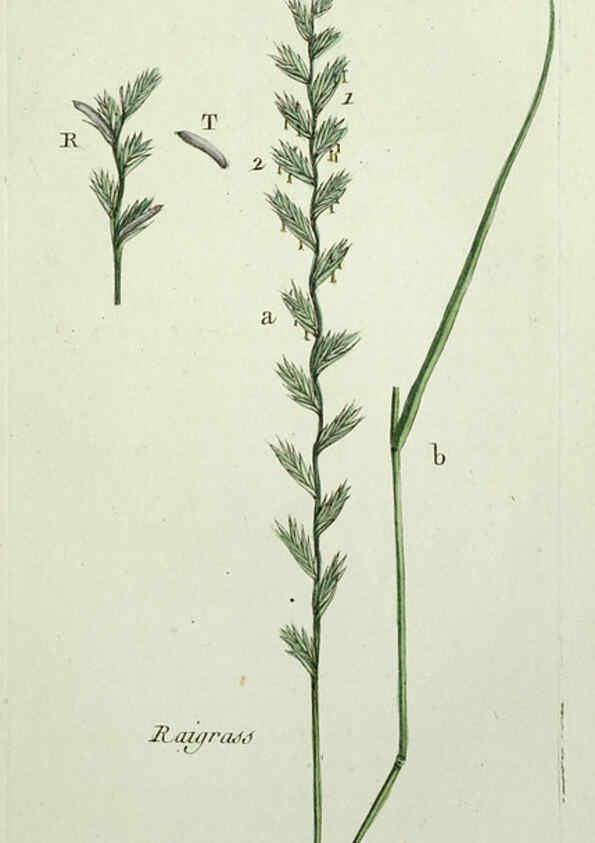 Reproducción/Reproduction 6055478547: Flora Parisiensis. v.1. Paris,P.F. Didot,1776-1783