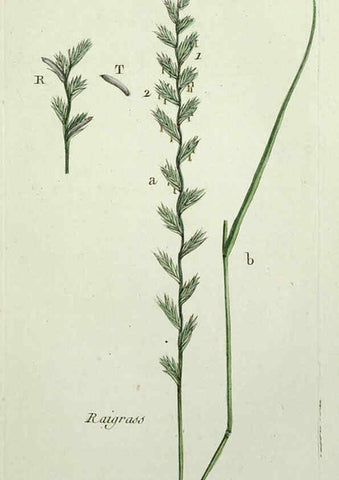 Reproducción/Reproduction 6055478547: Flora Parisiensis. v.1. Paris,P.F. Didot,1776-1783