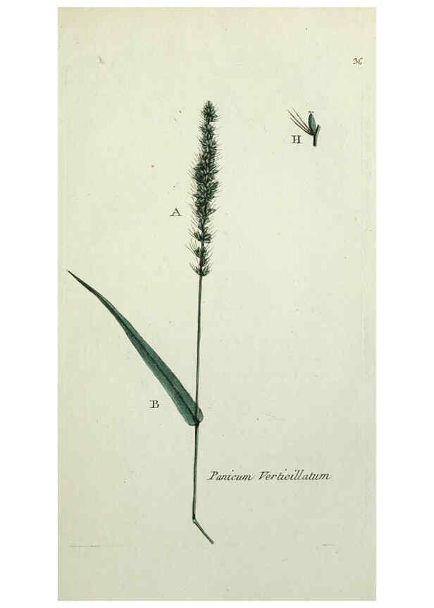 Reproducción/Reproduction 6055475323: Flora Parisiensis. v.1. Paris,P.F. Didot,1776-1783