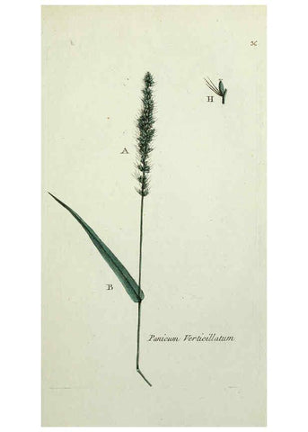 Reproducción/Reproduction 6055475323: Flora Parisiensis. v.1. Paris,P.F. Didot,1776-1783
