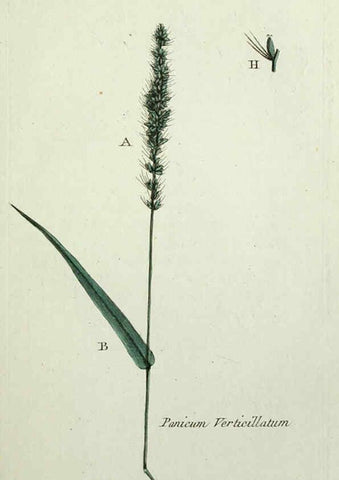Reproducción/Reproduction 6055475323: Flora Parisiensis. v.1. Paris,P.F. Didot,1776-1783