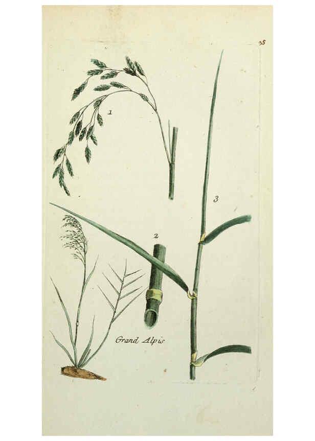 Reproducción/Reproduction 6055475085: Flora Parisiensis. v.1. Paris,P.F. Didot,1776-1783