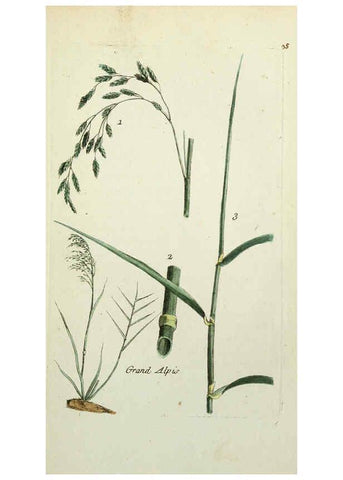 Reproducción/Reproduction 6055475085: Flora Parisiensis. v.1. Paris,P.F. Didot,1776-1783