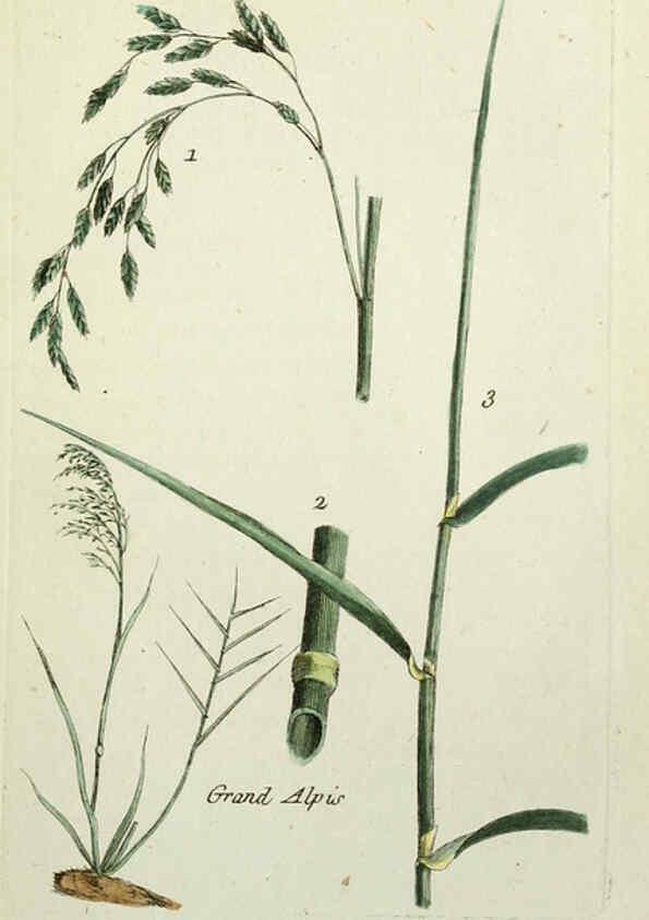 Reproducción/Reproduction 6055475085: Flora Parisiensis. v.1. Paris,P.F. Didot,1776-1783