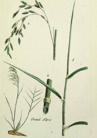 Reproducción/Reproduction 6055475085: Flora Parisiensis. v.1. Paris,P.F. Didot,1776-1783