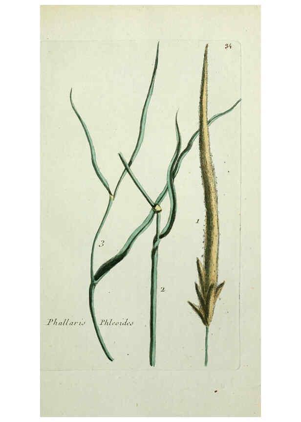 Reproducción/Reproduction 6055474815: Flora Parisiensis. v.1. Paris,P.F. Didot,1776-1783