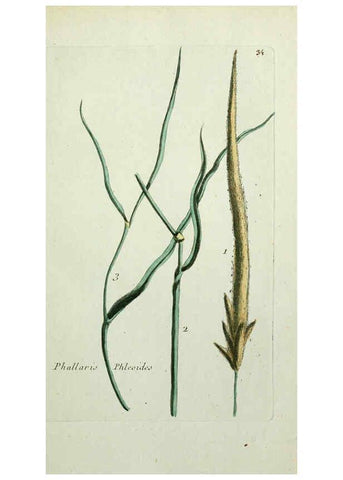 Reproducción/Reproduction 6055474815: Flora Parisiensis. v.1. Paris,P.F. Didot,1776-1783