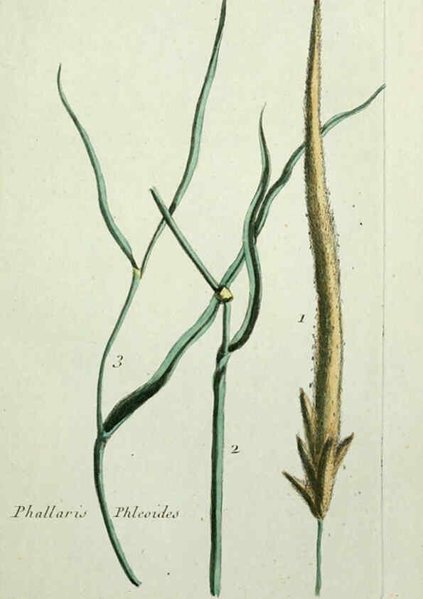 Reproducción/Reproduction 6055474815: Flora Parisiensis. v.1. Paris,P.F. Didot,1776-1783