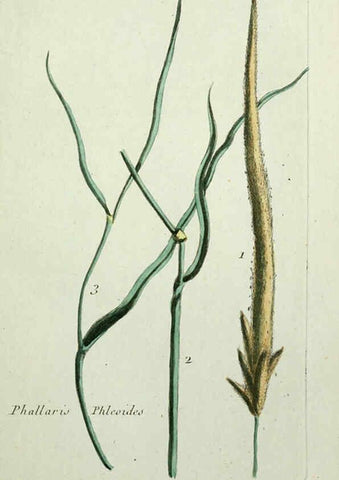 Reproducción/Reproduction 6055474815: Flora Parisiensis. v.1. Paris,P.F. Didot,1776-1783