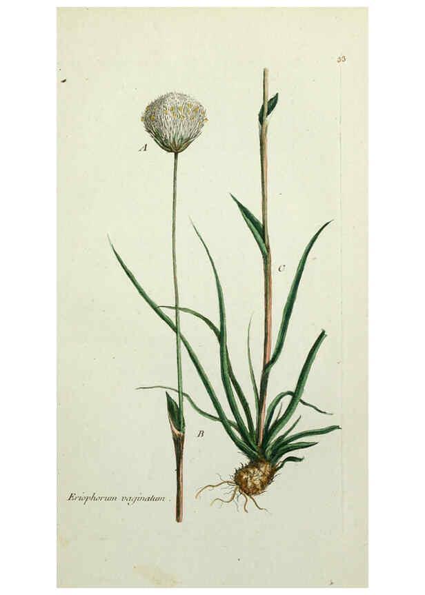 Reproducción/Reproduction 6055474455: Flora Parisiensis. v.1. Paris,P.F. Didot,1776-1783